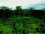 Ubud rice terrace tour