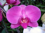 Orchid garden tour